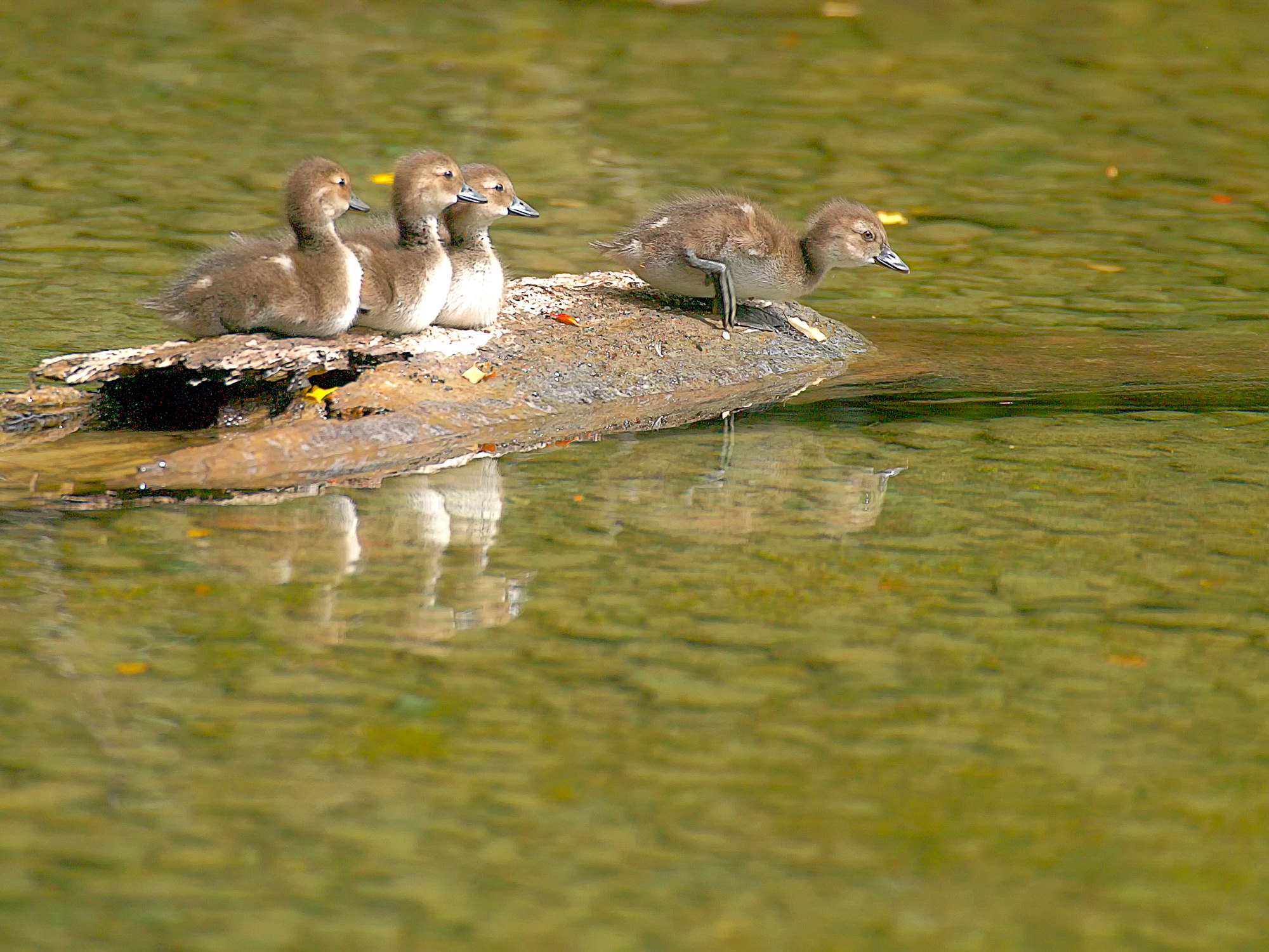 Schellenten, Neuseeland
